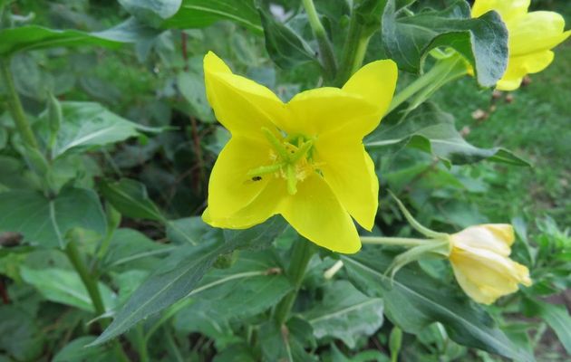 Fleurs du jardin 