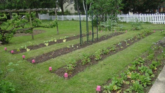 Le potager suite