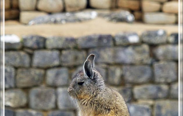 Viscache des montagnes (Lagidium viscacia) - Machu Picchu - Pérou