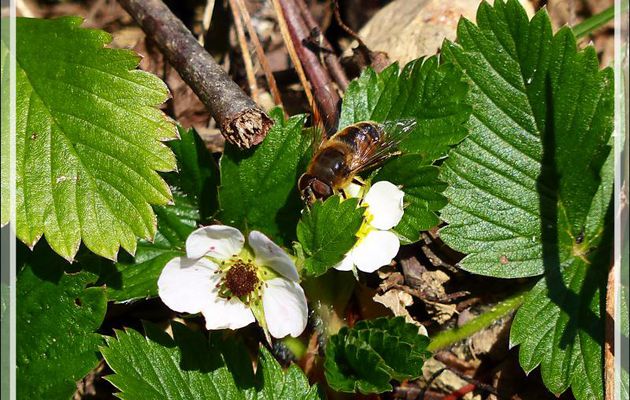 Réchauffement climatique ? 26 janvier, 650 m d'altitude : les fraisiers fleurissent, les insectes butinent, on se croirait au printemps ! - Milhas - 31