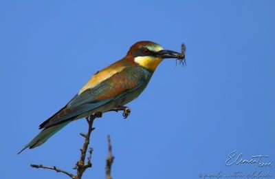 Visites d'été aux Guêpiers d'Europe.