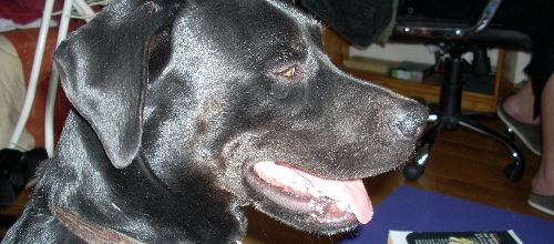 Minuit, mon dernier zamour