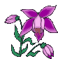 Neige et orchidées