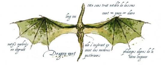 LE DRAGON VERT