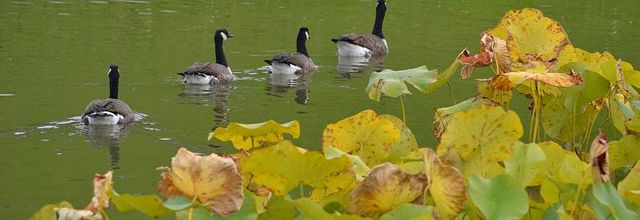 Parc Floral de Paris : les photos du weekend