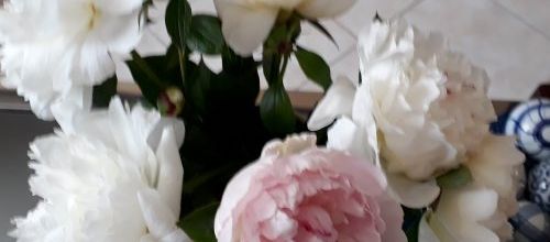 les pivoines de notre jardin...