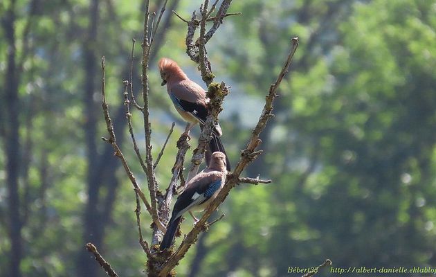 un couple de geai dans les Alpes 