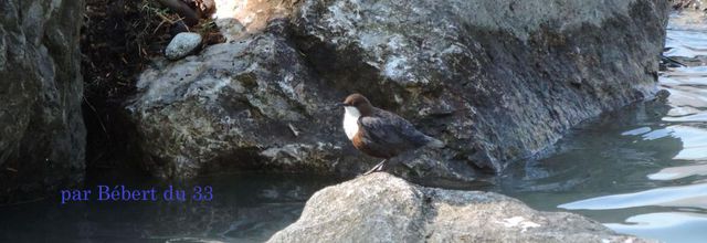 un bel oiseau au lac des Gaves 
