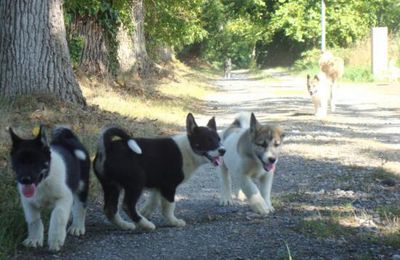 Chiots Groenlandais