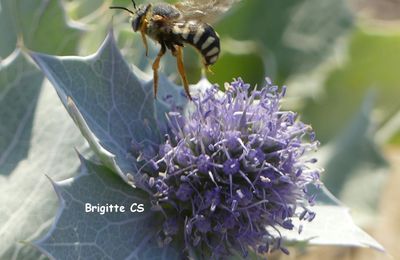 Abeilles et chardons bleus...