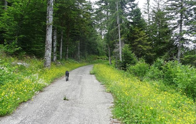 Le 25 juin 2021 : Des fleurs partout