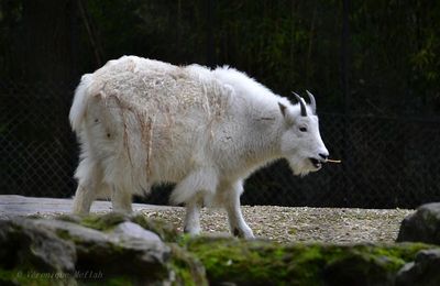 Ménagerie du jardin des Plantes : Chèvre des montagnes Rocheuses 