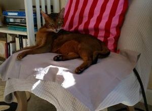 Coussin chauffant :