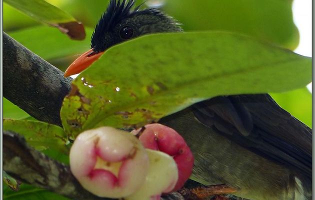 Bulbul merle (Hypsipetes crassirostris) un sacré dévoreur de Roses pommes ou Jamboses (Syzygium jambos) - Praslin - Seychelles