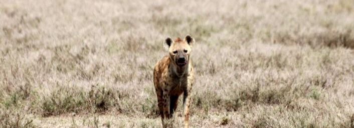 Hyènes tachetées, chacals et babouins du Sérengeti