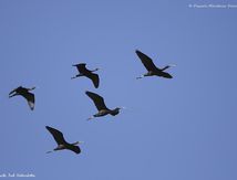 Ibis falcinelles