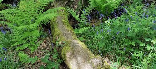 Bain en Forêt de Flaoranges - La Chapelle Neuve Morbihan - Le village des blaireaux