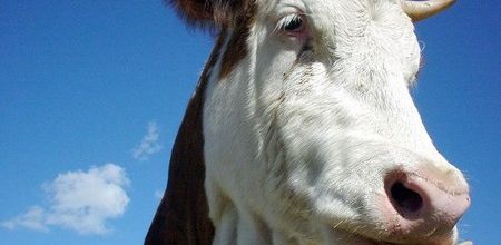 La vache Normande