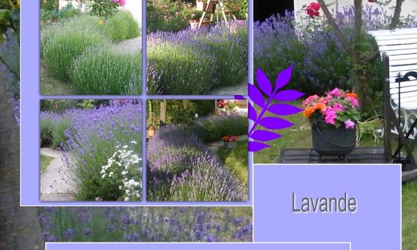 Du Parfum au Jardin...