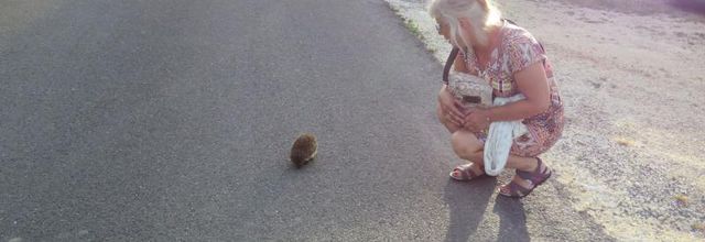 un petit hérisson