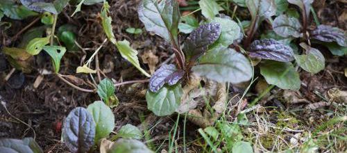 Ajuga reptans atropurpurea