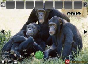Big Funny chimpanzee jungle escape soluce