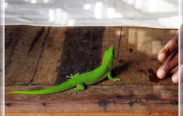 Gecko géant de Madagascar (Phelsuma madagascariensis grandis) - Nosy Be - Madagascar