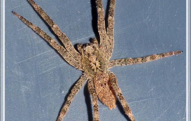 Araignée "Nosferatu" (Zoropsis spinimana), la bête et son exuvie - La Couarde-sur-Mer - Île de Ré - 17