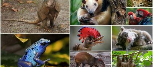 Documentaires sur les animaux d'Amérique du Sud