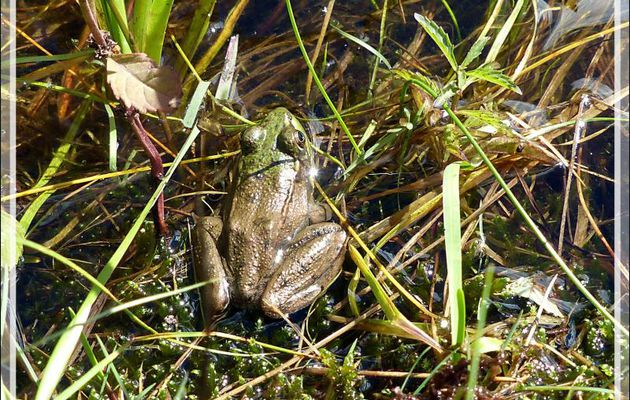 Grenouille verte, Green Frog (Lithobates clamitans) - Lac Castor - Saint-Paulin - Mauricie - Québec - Canada