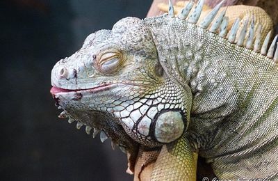 Iguane