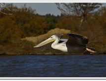 Pélican à dos rosé (Pelecanus rufescens)