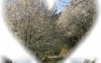 Cest au coeur du printemps...