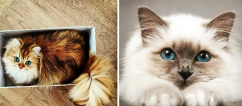 10 chats plus beaux les uns que les autres