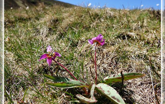 Dents de chien (Erythronium dens-canis) - Col de Consires - Couledoux - 31