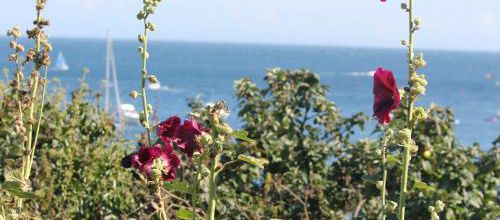 les fleurs de groix