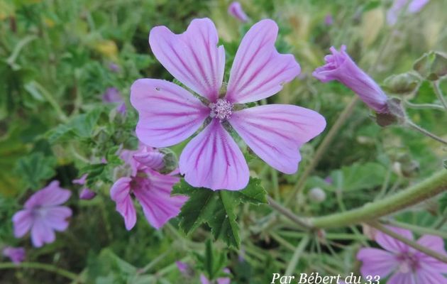 des fleurs sauvages !