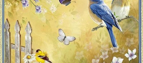  Beaux oiseaux bleus .