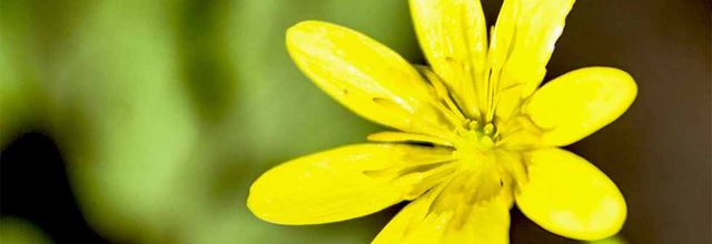 Ficaire fausse renoncule