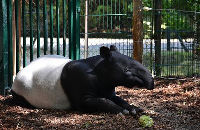 La Ménagerie du Jardin des Plantes : Tengah le Tapir Malais