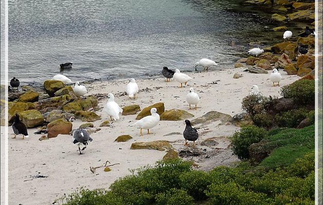 Et sur la plage de South Harbour, une troupe d'Ouettes marines, Kelp Goose (Chloephaga hybrida malvinarum) - New Island - Falkland (Malvinas, Malouines) - Grande-Bretagne