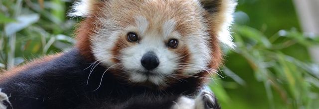 Spécial les 220 ans de la Ménagerie du Jardin des Plantes : Le Panda Roux