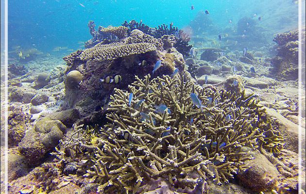 Chromis à zone axillaire noire ou Demoiselle à tache noire, Black-axil chromis (Chromis atripectoralis) - Nosy Mitsio - Madagascar