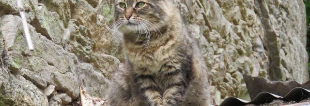 un minou à moustaches