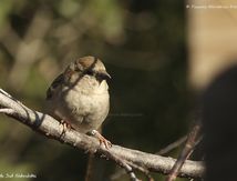 Moineau domestique ♀