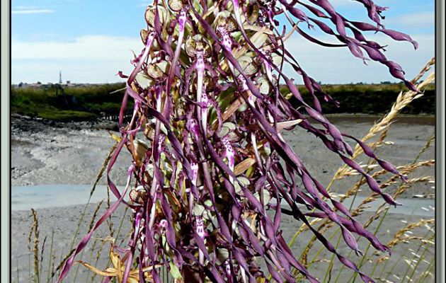 L'échevelée Orchidée Orchis-bouc (Himantoglossum hircinum) - Ars-en-Ré - Île de Ré - 17