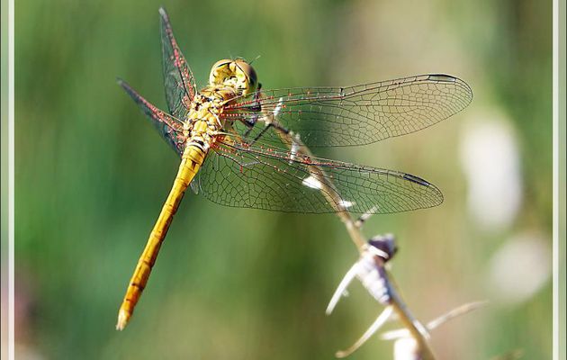 Libellule Sympetrum sp. infestée par des Hydracariens Arrenurus - La Couarde-sur-Mer - Ile de Ré - 17