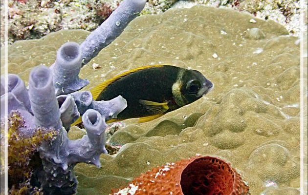Scolopsis à joues blanches, Mamila à joues blanches, Whitecheek monocle bream, White-band spinecheek (Scolopsis vosmeri) - Beangovo - Tsarabanjina - Mitsio - Madagascar