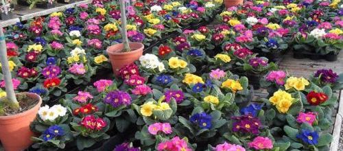 bonjour tout le monde