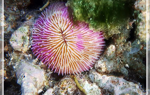 Corail champignon à septes ondulés, Septa ondulate mushroom coral (Fungia scutaria) - Snorkeling à Moofushi - Atoll d'Ari - Maldives